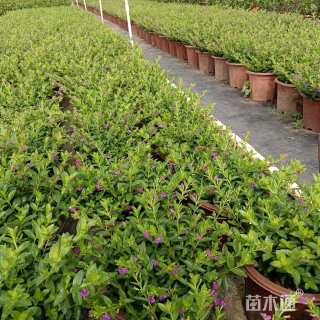 高度25厘米满天星