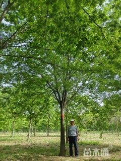 25公分榉树