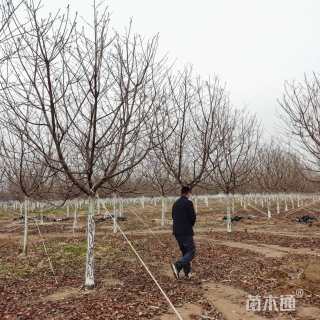 12公分红粉佳人樱