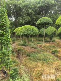 1公分造型小叶女贞