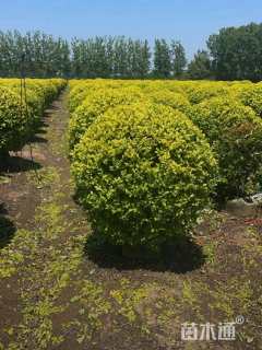冠幅140厘米金叶女贞球