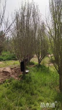 高度350厘米木槿