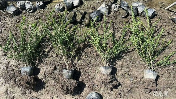 高度30厘米龟甲冬青