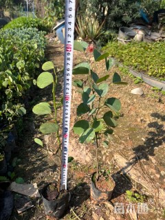 高度30厘米紫荆