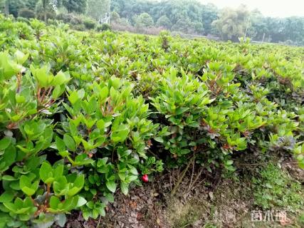 高度100厘米夏鹃球