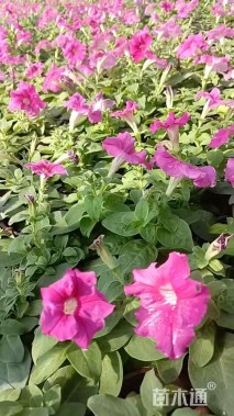 高度20厘米紫罗兰