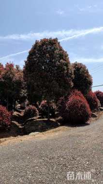 13公分高杆红叶石楠