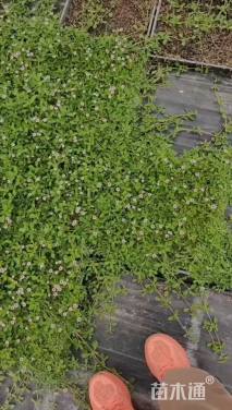 高度3厘米姬岩垂草