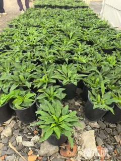 高度20厘米松果菊