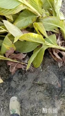 高度80厘米花叶美人蕉