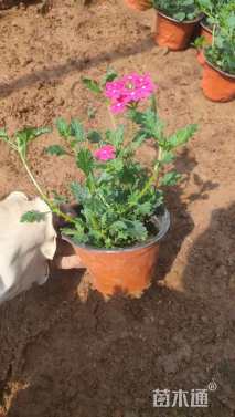 高度15厘米美女樱