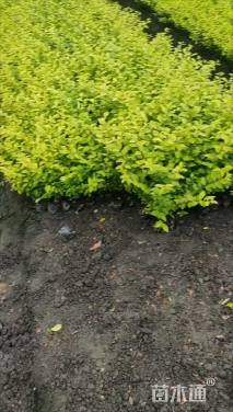 高度25厘米金叶女贞