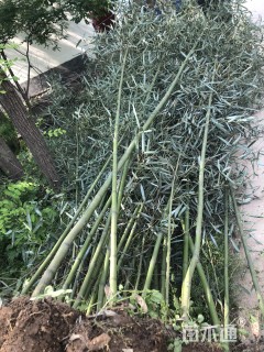 高度400厘米竹子