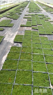 高度1厘米漆姑草