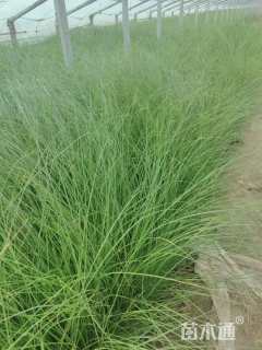 高度50厘米细叶芒