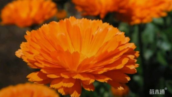 高度20厘米金盏菊