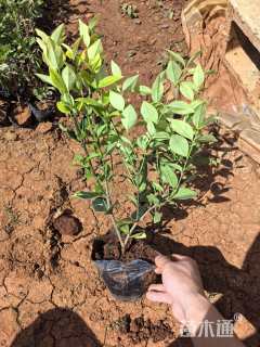 高度35厘米金森女贞