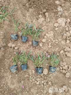 高度20厘米山桃草