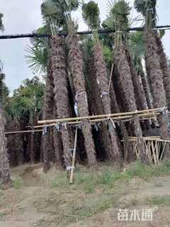 裸干高1.5厘米棕榈