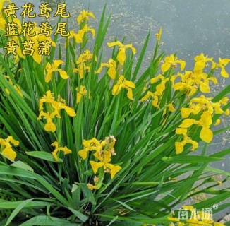 高度70厘米棣棠