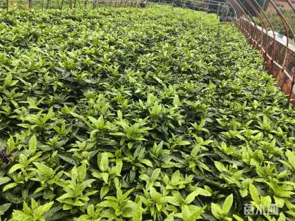 高度30厘米洒金珊瑚小苗