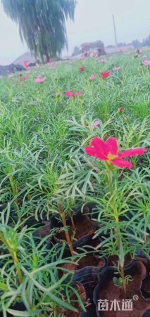 高度30厘米波斯菊