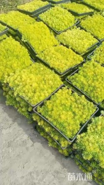 高度5厘米佛甲草