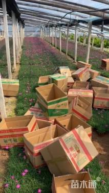 高度14厘米欧石竹