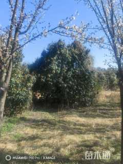 高度500厘米中华石楠