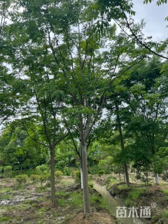 25公分黄山栾树