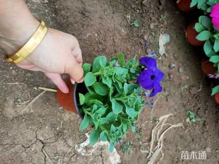 高度10厘米矮牵牛