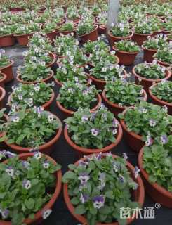 高度10厘米角堇