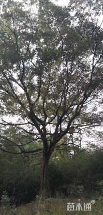 110公分丛生朴树