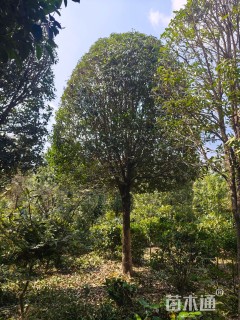 18公分高杆桂花