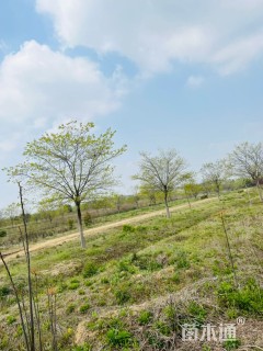 15公分朴树