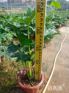 高度45厘米春羽