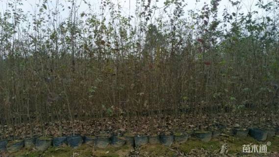 高度120厘米榉树小苗