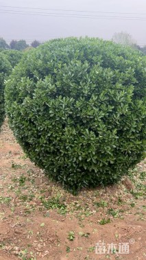 高度180厘米黄杨