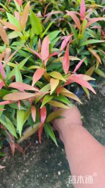 高度25厘米红车