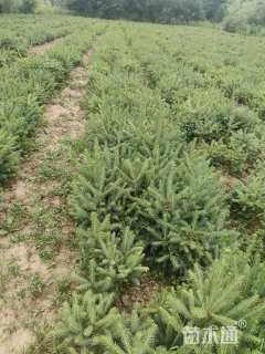 高度50.厘米云杉