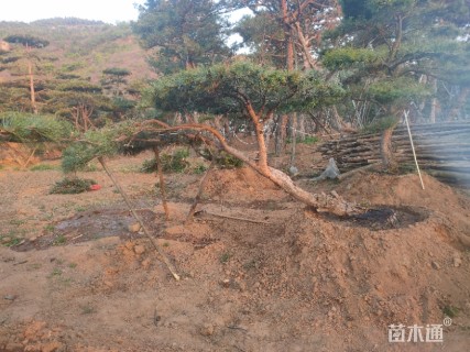 造型黑松