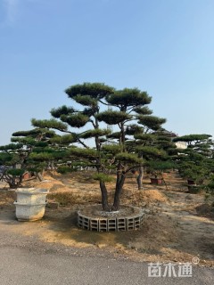 高度500厘米油松