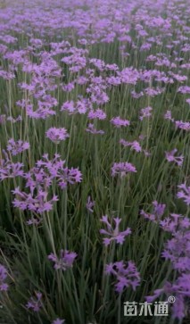 高度10厘米紫娇花