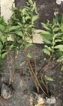 高度50厘米贴梗海棠