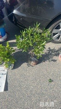 高度50厘米海桐