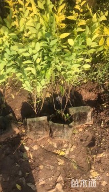 高度40厘米小叶女贞