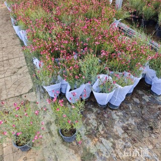 高度50厘米紫叶千鸟花