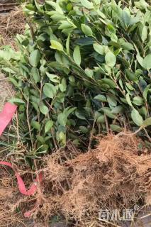 高度30厘米油茶