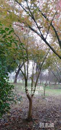 10公分红枫