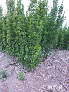 高度150厘米黄杨